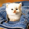 Baby Pet Wallpapers - Collections Of Baby Animals Pictures pet animals pictures 