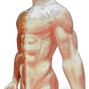 EasyAnatomyReview