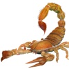 iScorpion 3D