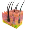 Skin Subcutaneous Layers 3D