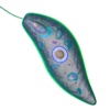 Euglena 3D