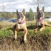 Dogcoaching Remscheid