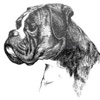 Boxer-Klub Stadtlohn e.V.