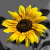 Splash of Color – Schwarz und Weiß Foto, Graustufen Effekt Bearbeiter für Instagram