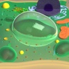 Plant Cell 3D