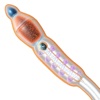Sperm Structure 3D