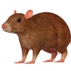 Rat 3D