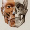 アーティストのための3D解剖学的構造