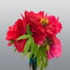 Flower Stickers for iMessage Chat
