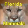 Florida Mammals – Guide to Common Species jaguarundi 