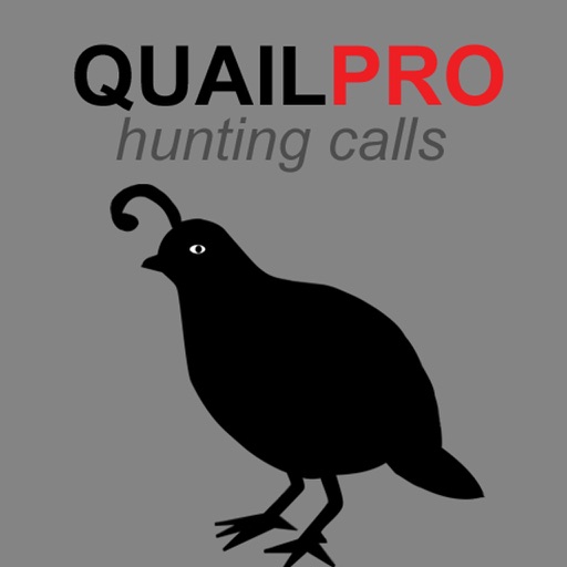 real quail sounds and quail hunting calls by guidehunting real quail sounds and quail hunting calls by guidehunting