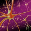 Einstein Brain Atlas (AppStore Link)